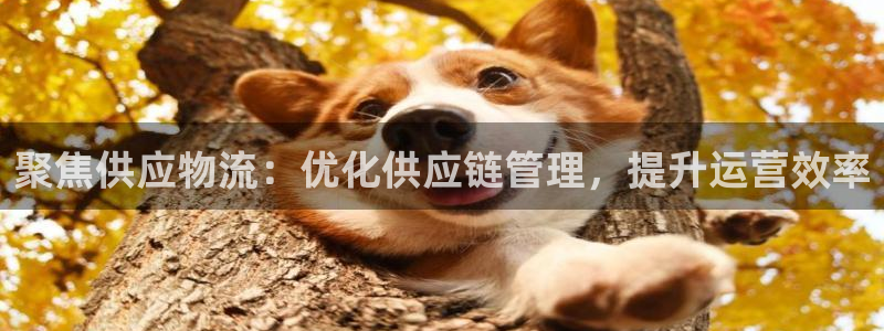多多28预测加拿大师准：聚焦供应物流