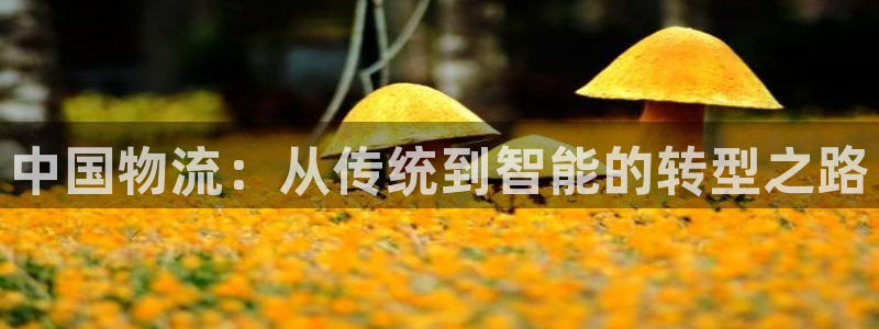 多多28预测：中国物流：从传统到智能