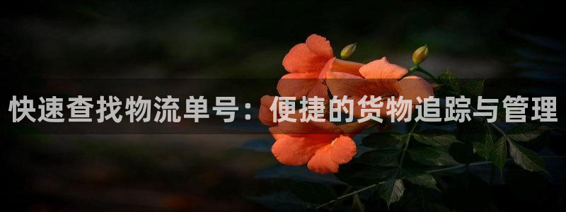 多多28APP是干什么的：快速查找物流单号：便捷的货物追踪与
